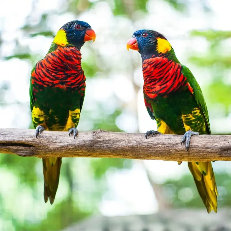 Kuala Lumpur Bird Park